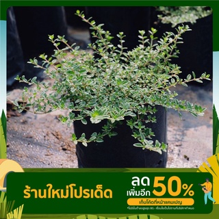 เลมอนไทม์  Lemon  Thyme /ขนาดถุงดำ4*8 สมุนไพรฝรั่ง