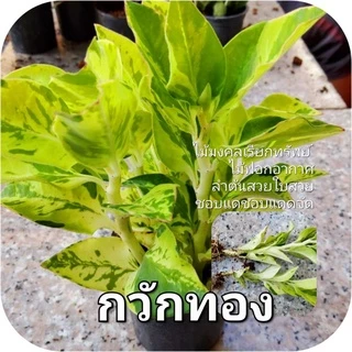 ไม้เลี้ยงน้ำ ซื้อ 5 (มีแถม) ส่ง 3 กิ่งขึ้นไป พลูสีชมพู พลูงาช้าง พลูด่าง ฟิโล ด่างขาว