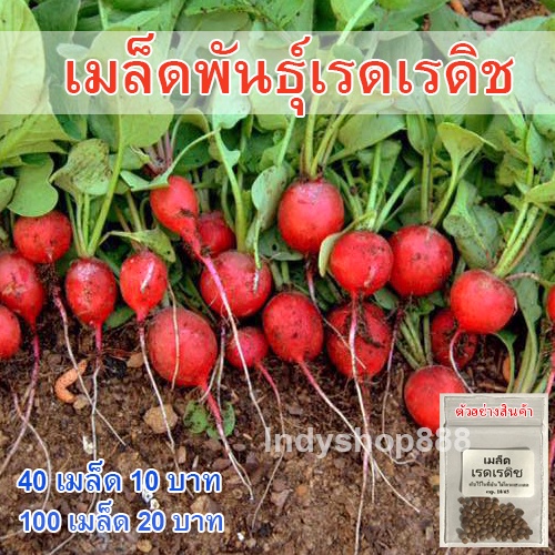 เมล็ดพันธุ์ เรดิช เรดเรดิช เรดิชแดง 100 เมล็ด  [10 เเถม 1 คละได้]
