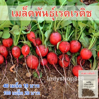 เมล็ดพันธุ์ เรดิช เรดเรดิช เรดิชแดง 100 เมล็ด  [10 เเถม 1 คละได้]