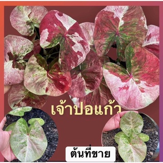 เจ้าปอแก้ว บอนสีตัวแรร์ไอเท็มบอนด่างแล้ว จัดส่งให้ทั้งกระถาง☘️‼️