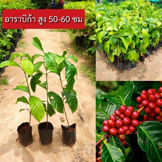 กาแฟอาราบิก้า สูง 50-70ซม.