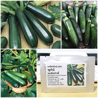 เมล็ดพันธุ์ ซูกินี แบล็คบิวตี้ (Black Beauty Zucchini Squash Seed) คุณภาพดี ราคาถูก ของแท้ 100%