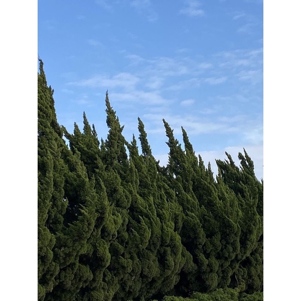 ———coming soon💖😻🌲———