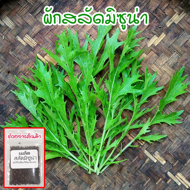 ผักสลัดมิซูน่า มัสตาร์ด Mizuna Mustard เมล็ดพันธุ์  เมล็ดพันธุ์ ผักสวนครัว 100-300 เมล็ด [ซื้อ 10 แถม 1 คละได้]