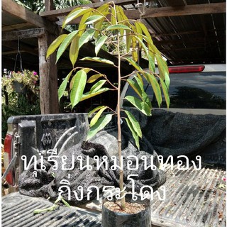 ต้นทุเรียนหมอนทอง จ.ชุมพร(1ต้น/สูงประมาณ 60-80cm.)กิ่งกระโดง