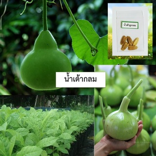 เมล็ดน้ำเต้าลูกกลม 5 เมล็ด (ซื้อ10แถม1คละได้)