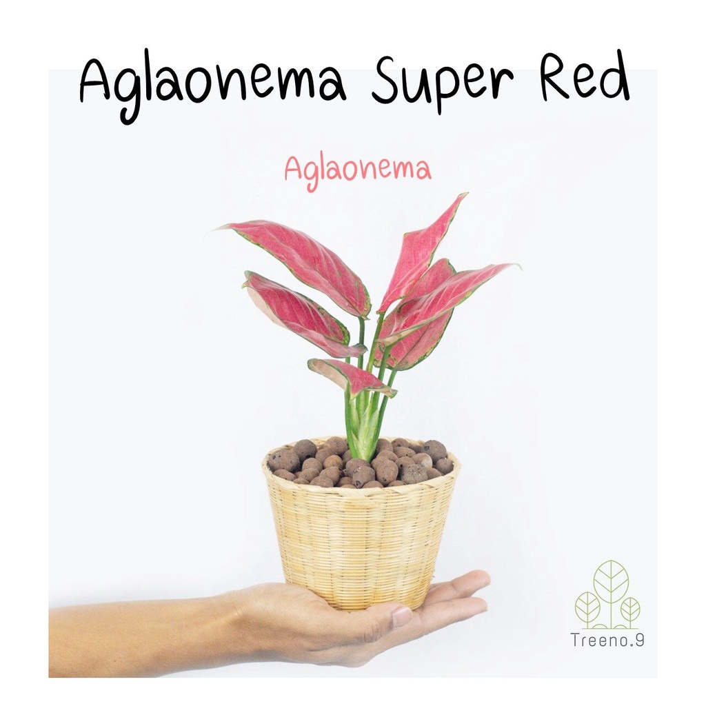 T71  ซุปเปอร์เรด Aglaonema Super Red  กระถาง50 เมล็ด (ไม่ใช่พืชที่มีชีวิต)