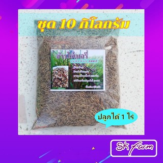 พันธุ์ข้าวไรซ์เบอรี่ชุด 10 กิโลกรัม ปลูกได้ 1 ไร่ อัตรางอกดี ปลูกได้ทั่วไป