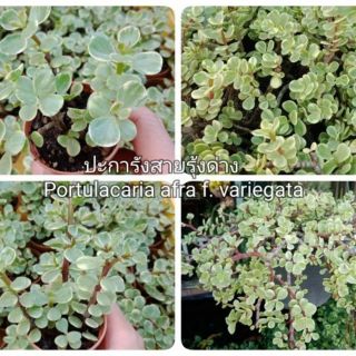 ปะการังสายรุ้งด่าง Portulacaria afra ต้นไม้