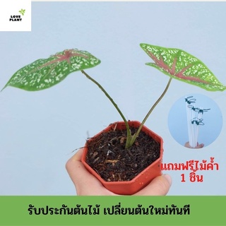 บอนสีนกกระทา ไม้มงคล บอนสี บอนสีราคากระถูก ไซส์มินิ พร้อมส่งกระถาง 3 นิ้ว
