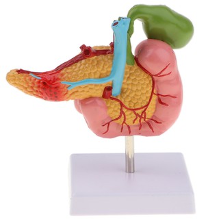 [Shiwaki Shopee]1:1 Human Pancreas Duodenum Gallbladder Pathological Anatomical Model