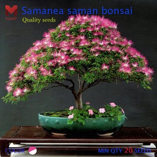 พันธุ์จามจุรีแคระ Samanea saman bonsai (10เมล็ด)