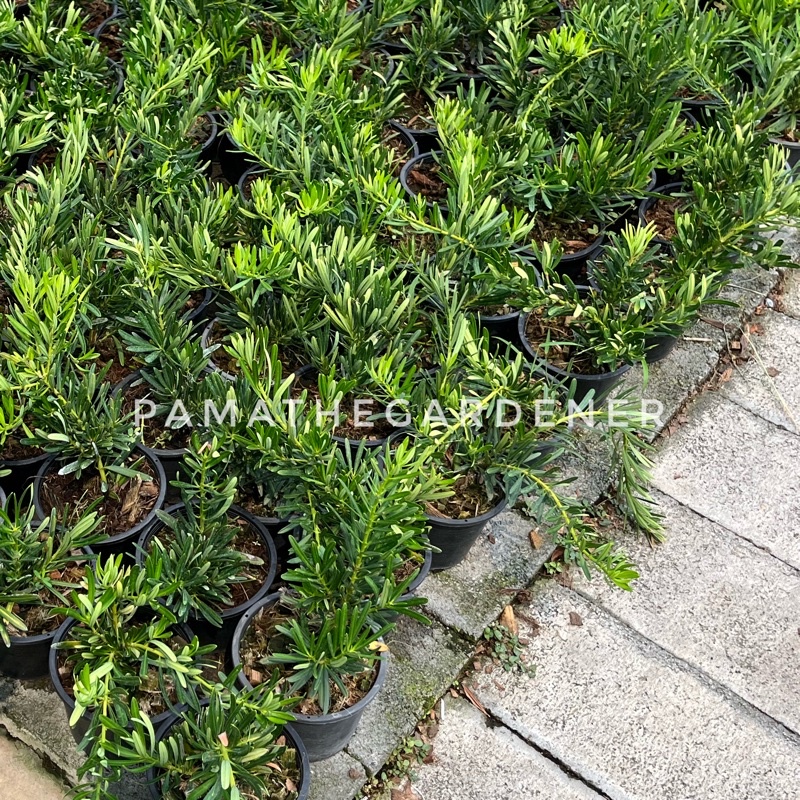 สนใบพาย 5 นิ้ว  มาพร้อมกระถางพร้อมตั้ง