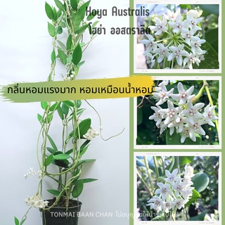 โฮย่าออสเตรลิส Hoya australis ดอกสีขาวล้วน มีกลิ่นหอมแรง ยาว60ซม. ส่งพร้อมลวดแขวน