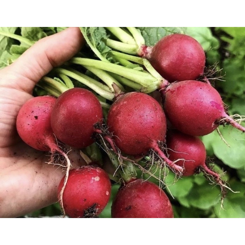 แรดิชแดงเซอร์รี่(Cherry Belle Radish Seeds) 250- 300 เมล็ด ซื้อ 10 ซอง แถมฟรี 1 ซอง