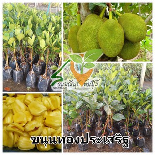 ต้นพันธ์ขนุน  พันธุ์ทองประเสริฐ 🌿🍐