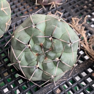 ยิมโน ออกโซ ยิมโน ออคโช Gymnocalycium ochoterenae ขนาด 3.5 cm ขึ้นไป ผู้ขายคัดให้ส่งแบบเคาะดิน เปลือยราก