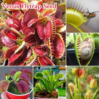 Singapore Ready Stock High Quality Venus Flytrap Seeds (50pcs/bag) Interesting Carnivorous Plant Seeds Flower Seed Rare