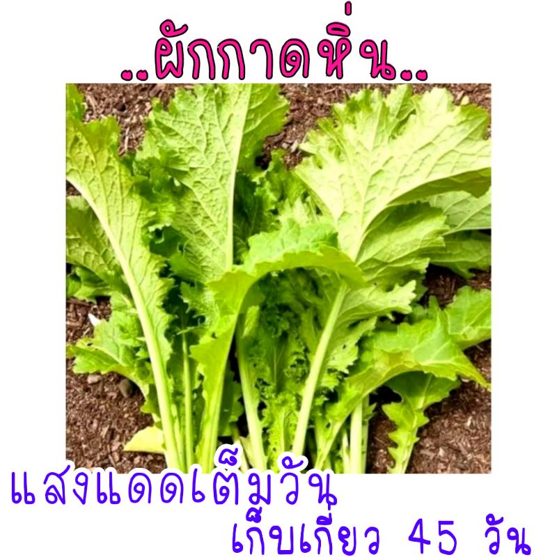 เมล็ดพัน​ธุ์​   ผักกาดหิ่น​ ผักกาดสร้อย​ 500เมล็ด​