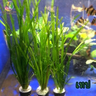 เทปไม้หลังตู้สวยมากซื้อเเล้วไม่ผิดหวัง