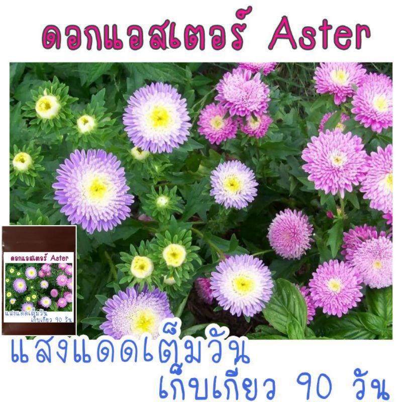 50 เมล็ด เมล็ด​พันธุ์​ ดอกแอส​เตอร์​ คละสี​