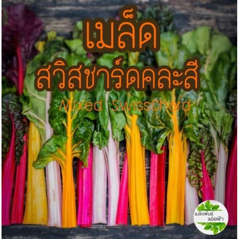 เมล็ดพันธุ์ สวิสชาร์ดคละสี เมล็ดนำเข้าแท้ Mixed SwissChard Seed