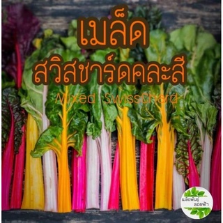 เมล็ดพันธุ์ สวิสชาร์ดคละสี  เมล็ดนำเข้าแท้ Mixed SwissChard Seed