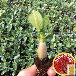 [185]  Original Adenium Obesum Desert Rose seeds from  Taiwan Planters Combination B2ขึ้นฉ่าย/กางเกง/มะละกอ/เด็ก/ดอกไม้/