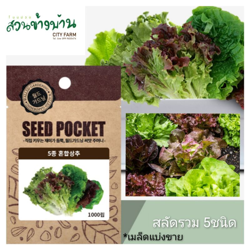 เมล็ดผักสลัด รวม 5ชนิด*เมล็ดพันธุ์เกาหลีนำเข้า ~100+