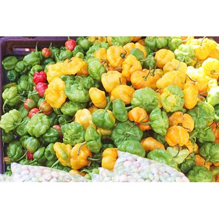 เมล็ด พริกจาไมก้า สีเหลือง - Yellow Jamaican Scot Bonnet Pepper