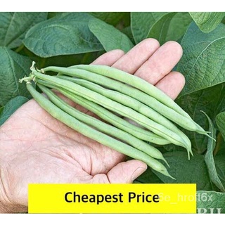 Snap Beans Mayabong Seeds 5grams 15-20 pcsพืชสีเขียวสมุนไพรผักผลิตภัณฑ์สำหรับแม่และเด็ก/กุหลาบ/ผักกาดหอม/กระโปรง/แอปเปิ้