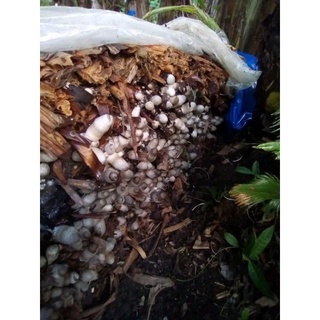 binhi ng kabuteng saging/Mushroom seeds HERE TO ORDER