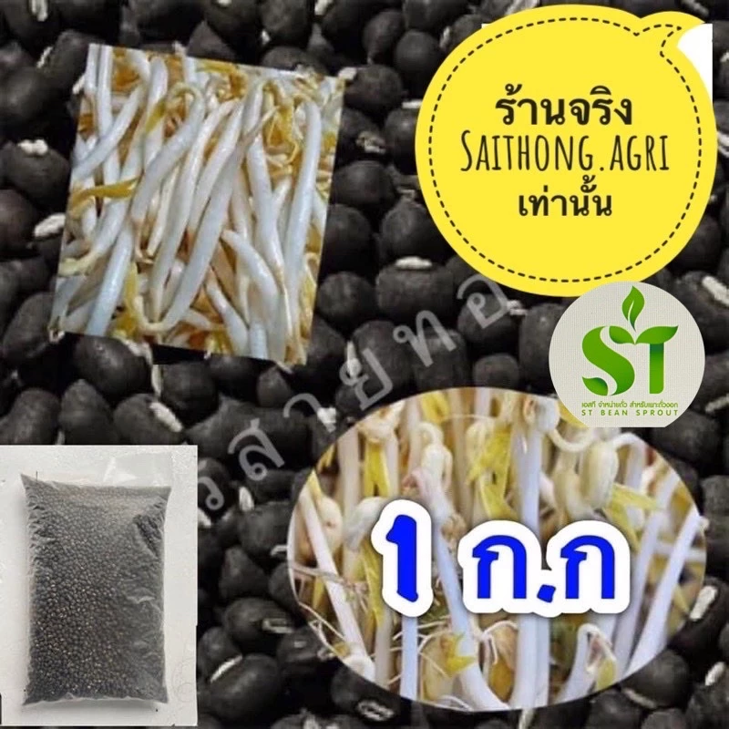 ถั่วแขกเพาะงอก ไทย/พม่าขนาด 1 กก.sorted grade เหมาะต่อการเพาะถั่วงอก