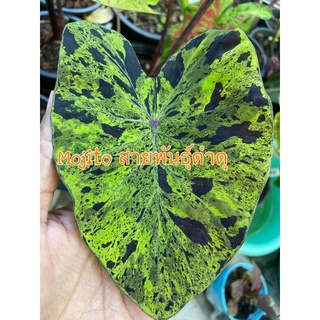 Colocasia Mojito ลายดำชัด ต้นใหญ่ ชำดี รากทะลุกระถาง