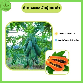 ต้นมะละกอพันธุ์แขกดำ ต้นแข็งแรง พร้อมปลูก 3 ถุง 100บาท คละกันได้