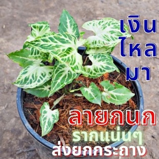 1 ต้น เงินไหลมา ออมลายกนก Syngonium sp. เงินไหลมา ลายกนก ต้นไม้มงคล ต้นไม้หายาก ต้นพร้อมปลูก ส่งแบบ3-4ใบ ส่งยกกระถาง