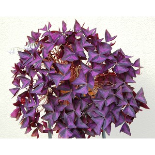 20 กรัม รากผีเสื้อราตรีสีม่วง - Oxalis triangularis