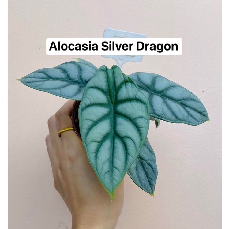 [รอบใหม่ ใบใหญ่🌱]Alocasia Silver Dragon (อะโลคาเซีย) กระถาง 3 นิ้ว