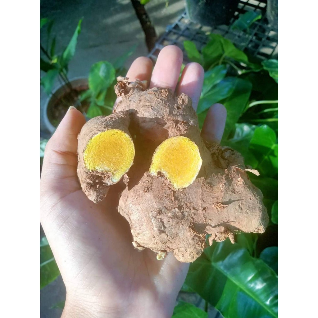 รวมไพล 4สีให้เลือก ราคาต่อเหง้า  ไพลขาว ไพลเหลือง ไพลดำ ไพล ไพร