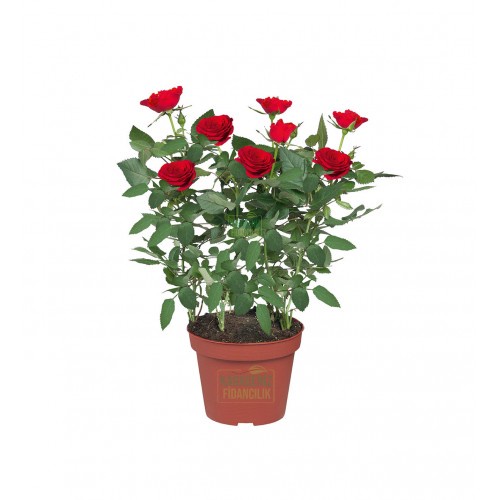 3ต้น ต้นกุหลาบจิ๋ว กุหลาบแคระ สีแดง เบบี้โรส กุหลาบ กุหลาบหนู Mini Rose