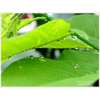 ✨ อัพเกรด คอม 86 ( ขวดใหม่ ) สารจับใบ ยาจับใบ สูตรเข้มข้น สารเสริมประสิทธิภาพ อาหารเสริม