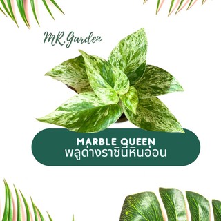 พลูด่าง ราชินีหินอ่อน Marble Queen จัดส่งถอดกระถาง