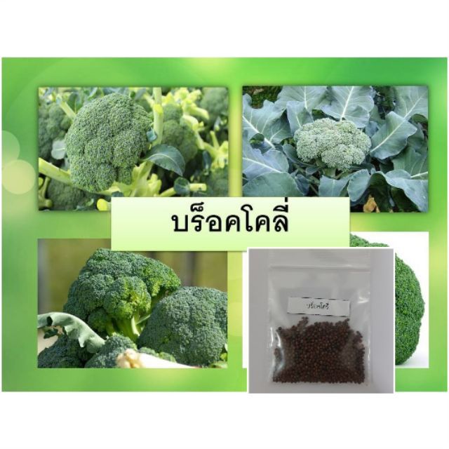เมล็ดพันธุ์บร็อคโครี่ 100 เมล็ด  [ 10 เเถม 1 คละได้  ]