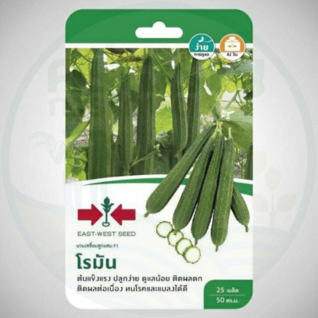 เมล็ดบวบเหลี่ยมโรมัน 25เมล็ด ศรแดง