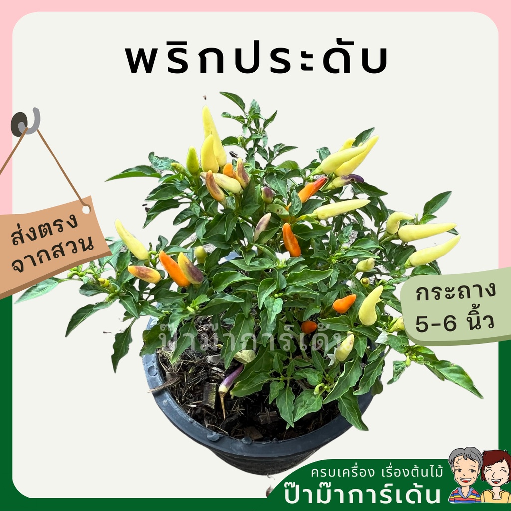 มุมมอง 2