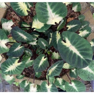 Colocasia  tropical storm ทรอปิคอล สตรอม