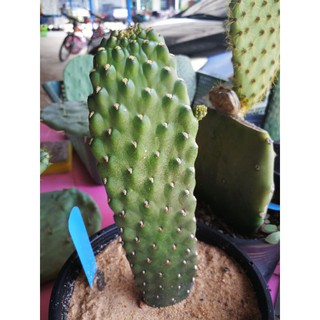opuntia consolea rubescens ตำหนิตามรูป