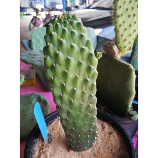 opuntia consolea rubescens ตำหนิตามรูป