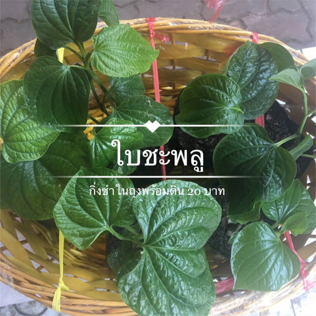 🌱ใบชะพลู/ต้นชะพลู ปลอดสารพิษ กิ่งชำติดรากพร้อมปลูกลงกระถาง